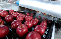 Fruitwas- en sorteerlijn met bubbelspoelmachine, borstelrol, luchtdroger, wasmachine en sorteermachine voor sinaasappels, appels en avocado's.