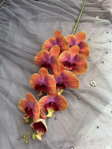 Naturel vrai toucher Latex papillon orchidée papillon orchidée papillon papillon orchidée maison <span class=keywords><strong>fleur</strong></span> plastique Phalaenopsis - Product Image 3