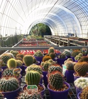 Grande serre agricole multi-travées en polycarbonate avec structure en acier galvanisé et système hydroponique pour usage commercial