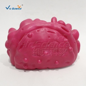 Modelo de estructura de orgánulos celulares, modelo de enseñanza de anatomía celular animal y vegetal, fuente de enseñanza para la educación en ciencias médicas - Product Image 4