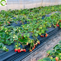 Groothandel Gedroogd Fruit Heerlijke Zoete Smaak Diepvries Gedroogde Aardbeien Snacks