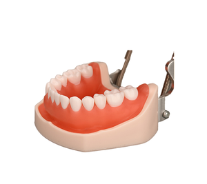28 denti staccabili a vite modello speciale di insegnamento orale medico per la formazione di scienze odontoiatriche - Product Image 4