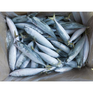 La mejor caballa de mar congelada en venta, pescado de caballa congelado en venta, pescado de caballa del Pacífico congelado - Product Image 4