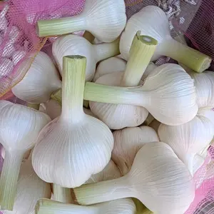 Export Chinese Fresh Garlic Pure White Garlic Fresh Garlic Alho Fresco
