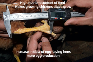Premezcla de Alta Absorción con 5% de Minerales Orgánicos para Gallinas Mayores - Modelo 3351H para Gallinas con Más de 350 Días de Vida Útil - Product Image 6