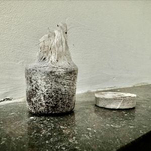 Disques de coco extensibles pour la germination des semis - Product Image 2