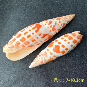 Conchas <span class=keywords><strong>de</strong></span> <span class=keywords><strong>caracol</strong></span> para decoración del hogar, pluma roja Natural, artesanía, espécimen biológico <span class=keywords><strong>marino</strong></span> - Product Image 4