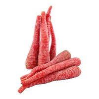 Zanahoria Estándar de Exportación, 99% de Pureza, 85% de Germinación, con Forma Uniforme, Color Brillante, Crecimiento Fuerte, Excelente Cosecha
