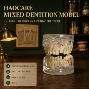 HaoCare HM-0008 Modèle de <span class=keywords><strong>dentition</strong></span> mixte pour enfants, modèle pédagogique de remplacement dentaire, gencives transparentes, articulateur ABS, éducation dentaire - Product Image 2
