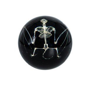 Скелет змеи из смолы таксидермический образец таксидермия реальные животные ресурсы обучение для студентов - Product Image 3