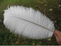 Plumes d'ailes d'autruche blanches de 15-20 cm pour centre de table de mariage, importées d'Afrique du Sud