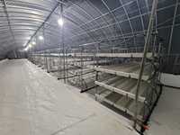 2023 Sortie Quotidienne 1000KG Salle de culture d'orge fourragère