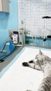 <span class=keywords><strong>Machine</strong></span> d'anesthésie modèle de série <span class=keywords><strong>JINLING</strong></span>-<span class=keywords><strong>01</strong></span> équipement d'urgence d'instrument chirurgical vétérinaire multifonctionnel de haute qualité - Product Image 3