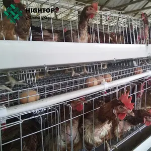 5000 birds Poultry Battery Chicken Cages For Layers For Farms In Ghana