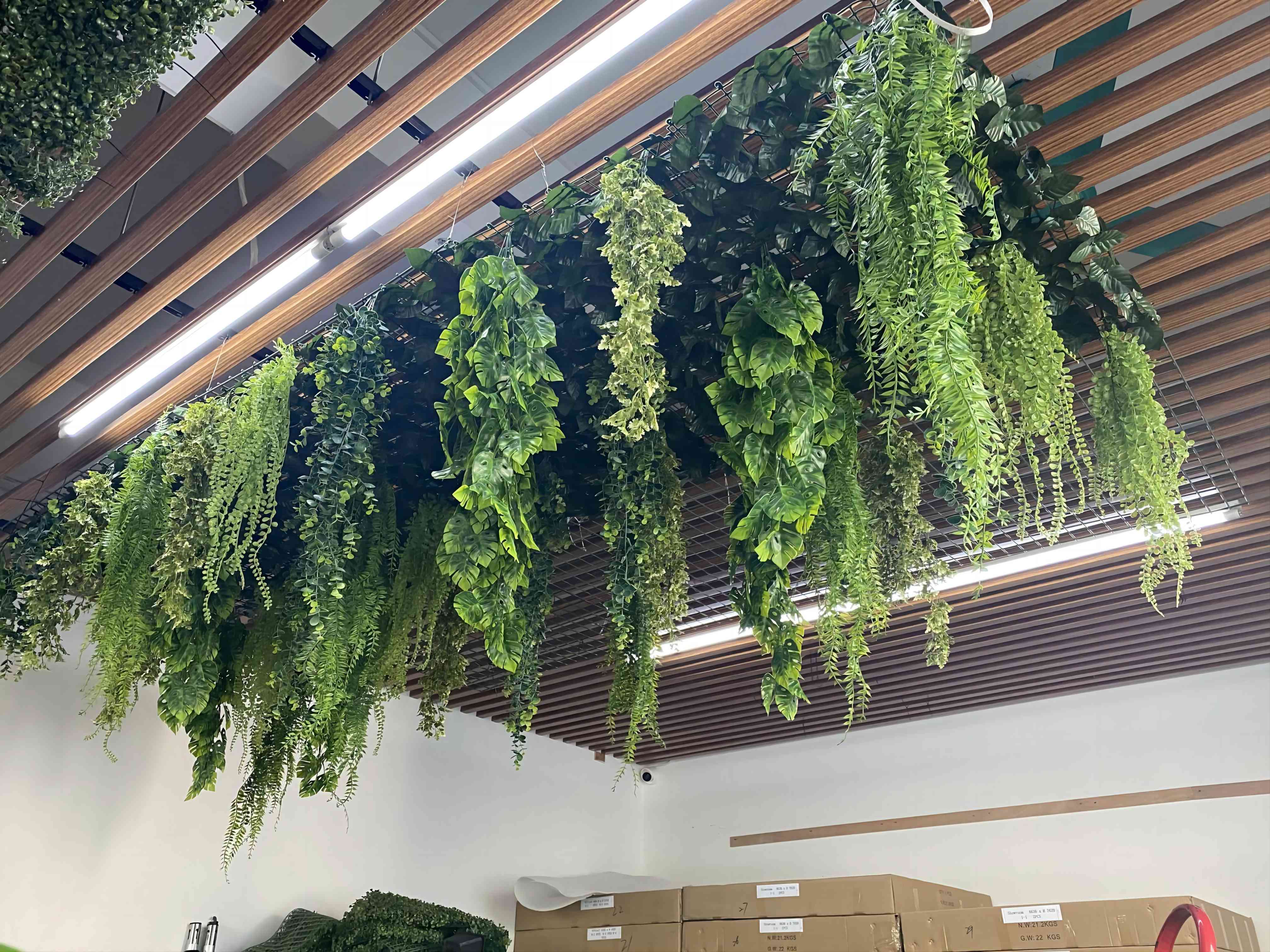 Plante de plafond 4