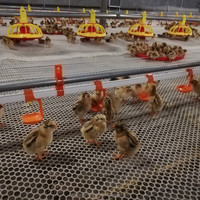 Équipement Offre Spéciale de volaille de système d'alimentation et de boissons de vente directe d'usine pour le poulet à griller