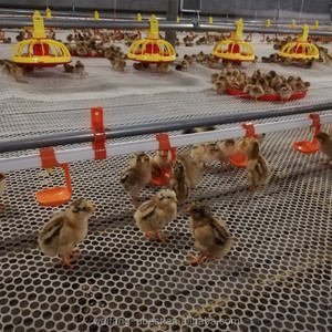 Gran oferta, venta directa <span class=keywords><strong>de</strong></span> fábrica, sistema automático <span class=keywords><strong>de</strong></span> alimentación y bebida, equipo avícola para pollos <span class=keywords><strong>de</strong></span> engorde - Product Image 4