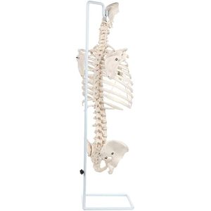 Modelo de Anatomía de caja torácica de tamaño real con columna vertebral y pelvis fundido de huesos humanos reales modelo de enseñanza vertebral científica - Product Image 5