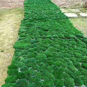 Cuscino eco-friendly da 0.16 mq Cuscino Cuscino Cuscino Cuscino 3D Verde Reale Stabilizzato Palo Conservato Giardinaggio Arte Decorazione Della Parete - Product Image 5