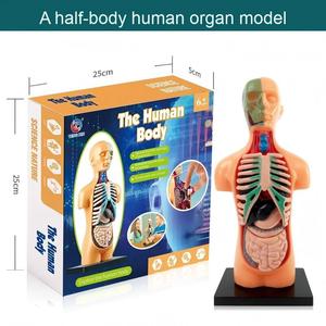 Modelo de Órganos Humanos Educativo para Niños, Juguete de Ciencia y Tecnología, Ensamblaje DIY, Cognición Temprana, STEAM, Juguete Médico Interno - Product Image 6