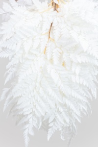 Venta al por mayor mejor venta preservada hoja de helecho de montaña floristería accesorios Dreid flor Davallia Mariesii para la decoración de vacaciones - Product Image 3