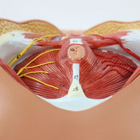Anatomie périnéale et du plancher pelvien chez la femme, incision latérale périnéale, obstétrique, CE/ISO, pour les sciences médicales avancées
