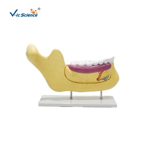 Modelo de Anatomía Dental y Molares para Consultorio Dental, Modelo de Demostración Dental, Modelo de Estudio de Implantes Dentales, Anatomía Dental - Product Image 1