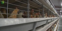 Système de cages en batterie de type H entièrement automatique pour 20 000 poulets, galvanisé à chaud, directement de l'usine, pour poulaillers