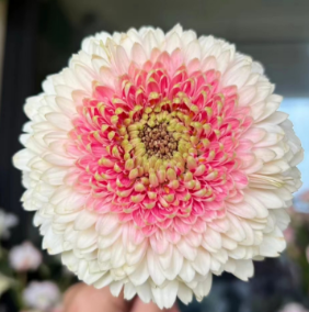 Base de plantación de flores de Yunnan, venta al por mayor, <span class=keywords><strong>Gerbera</strong></span> <span class=keywords><strong>Jamesonii</strong></span> para Decoración - Product Image 2