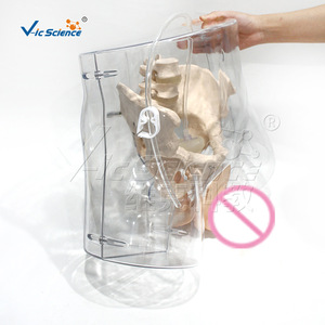 Modèle de cathéter masculin transparent VIC408E, outil pédagogique pour l'éducation sexuelle - Product Image 2