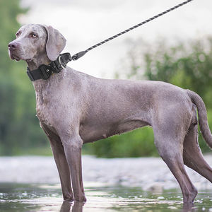Conjunto de lujo con logotipo personalizado, collares de perro resistentes acolchados, conjunto de correa de plomo con correa - Product Image 6