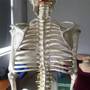 La ciencia médica vida tamaño 180 cm humanos lifesize <span class=keywords><strong>esqueleto</strong></span> modelo anatómico - Product Image 5