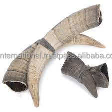 Bocina de búhos 100% natural, bocina de cabra y perro, para el mejor cuerno pulido, uso de pie de perro, bocina Real, precio bajo - Product Image 5