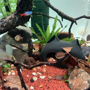 Refugio para Peces <span class=keywords><strong>de</strong></span> Resina Gruesa y Duradera, Cueva para Acuario, No Tóxica, Segura para la Reproducción, Refugio para Peces Pequeños y Medianos con Forma <span class=keywords><strong>de</strong></span> Gato, Refugio Térmico para Peces - Product Image 3