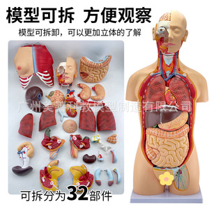 Modèle anatomique de torse humain de 28 cm x 45 cm x 85 cm avec organes détachables, modèle pédagogique médical du cœur et des organes internes. - Product Image 1