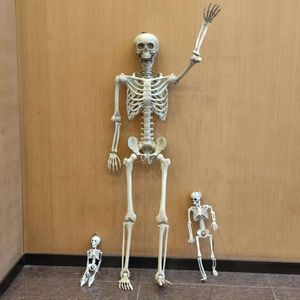 Esqueleto Humano de 153 cm para Casa Embrujada, Tamaño Real, Articulaciones Ajustables, Accesorios para Adultos, Decoraciones de Halloween - Product Image 2