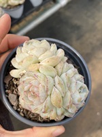 Succulentes Crassulaceae, design écologique pour la décoration de table intérieure, succulentes en forme de cœur