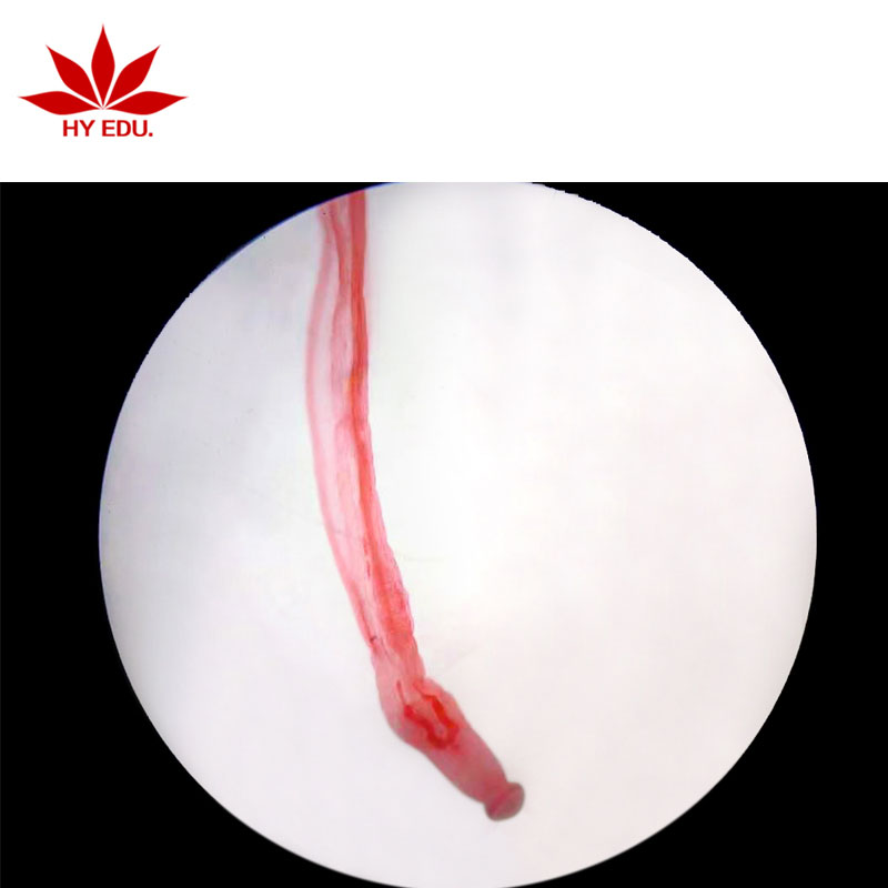 Тричурис В. М. Подготовленные слайды, подготовленные слайды из паразитного стекла, профессиональная этикетка для студентов из стекла ISO9001:2008