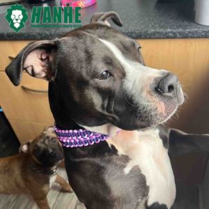 Laisse de chien en paracorde avec logo personnalisé moderne et double tressée en cuir nylon avec boucle en métal solide pouvant être entraînée pour chiens et chats - Product Image 6