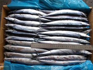 X2645新库存最优惠价格太平洋秋刀鱼全脂肪新鲜散装包装高品质鱼冷冻秋刀鱼 - Product Image 4