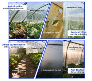 HRq Tùy Chỉnh Kích Thước Lớn Trong Suốt PE Nông Nghiệp Nhựa Nhà Kính Phim 150 & 200 Micron Nhà Máy đổ Bìa - Product Image 3