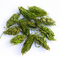 Séchoir à bande de maille de convoyeur industriel professionnel multi-couches pour sécher le thé de feuilles de Moringa d'herbes