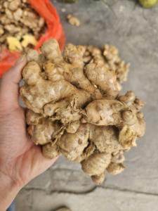 Gingembre mûr de haute qualité du Vietnam gingembre séché et frais biologique pour l'approvisionnement en gros - Product Image 3