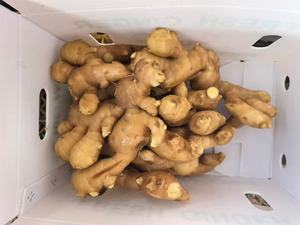 कारखाने की उच्च गुणवत्ता वाले ताजा अदरक ग्रेड 1 उज्ज्वल पीले 10 किलोग्राम/12 किलोग्राम/30 एलएलबी पीवीसी बॉक्स ताजा शांडोंग चीन थोक - Product Image 4