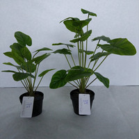 Plante artificielle Scindapsus, fausse feuille de lierre, Epipremnum, Pothos doré synthétique, petit bonsaï 50 cm pour centres de table, décoration de magasin et de maison