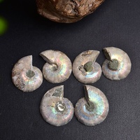 Rodajas de fósiles de amonita de caracola natural Artesanía de piedra de cristal Piedras curativas fósiles semipreciosas