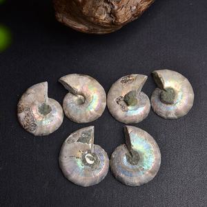 Natuurlijke Schelp Ammoniet Fossiele Plakjes Kristal Steen Ambachten Semi-Kostbare Fossiele Helende Stenen - Product Image 4