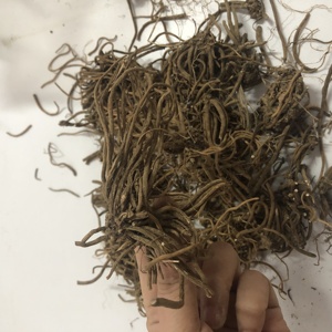 1019 approvisionnement direct d'usine en <span class=keywords><strong>vrac</strong></span> Valeriana officinalis racine de valériane - Product Image 5
