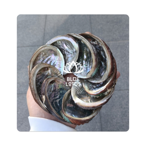 Conchas de abulón de primera calidad para coleccionistas que muestran variedades de conchas y se utilizan como hermosas ofrendas en rituales. - Product Image 1