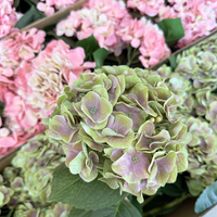 Fleur artificielle en latex à toucher réel, hortensia réaliste, fleur artificielle en gros, décoration de mariage à domicile, arrangements floraux